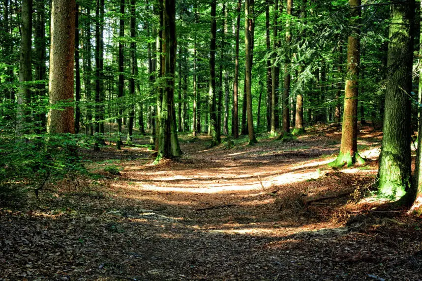 Forstgesetz - alles rund um Wald
